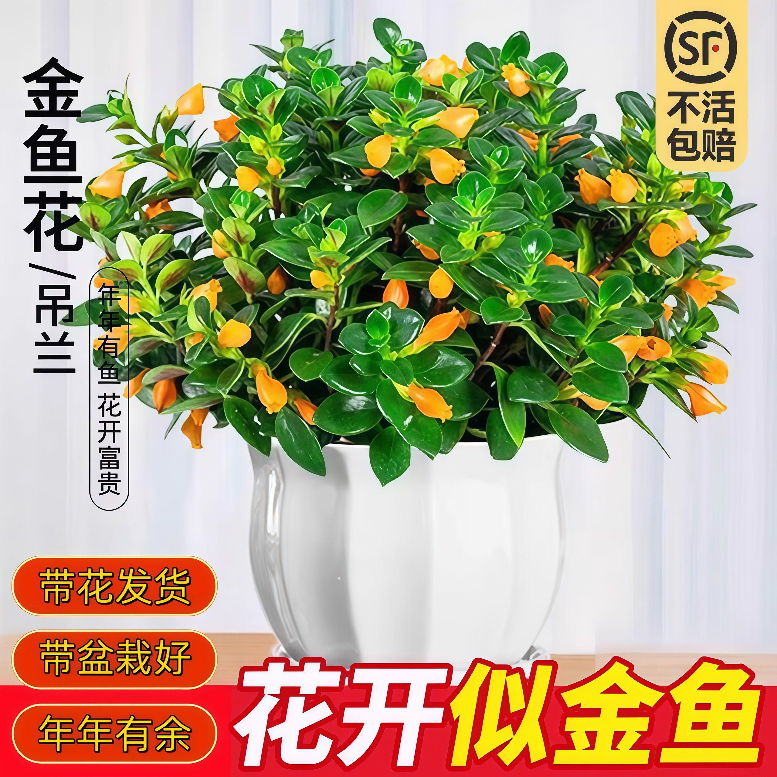 新品金鱼吊兰盆栽带花苞室内阳台秋冬好养活四季耐寒开花卉绿植物,家居饰品,桌面摆件,淘宝优惠券,粉丝福利购,淘宝优惠卷