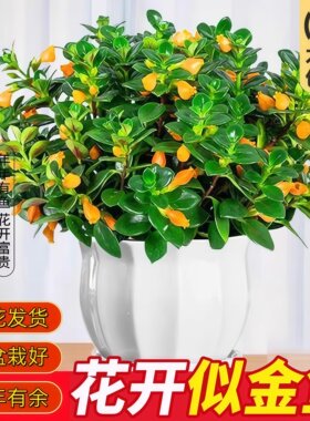 新品金鱼吊兰盆栽带花苞室内阳台秋冬好养活四季耐寒开花卉绿植物