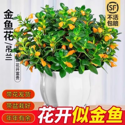 新品金鱼吊兰盆栽带花苞室内阳台秋冬好养活四季耐寒开花卉绿植物