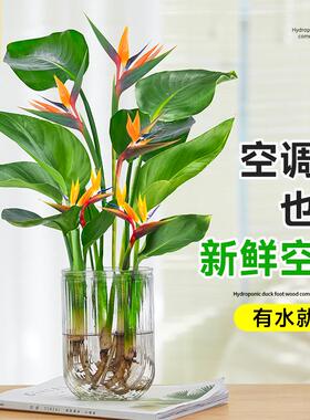 天堂鸟无土纯水培植物室内好养绿植水培水养易活桌面绿植吸除甲醛