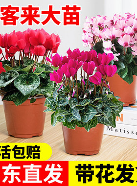 仙客来盆栽花苗兔耳花好养大花阳台室内开花花卉蝶衣花年宵花绿植