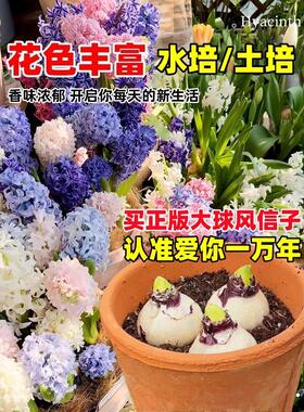 风信子种球水培带花苞特大进口水养四季开花卉耐寒植物郁金香种子