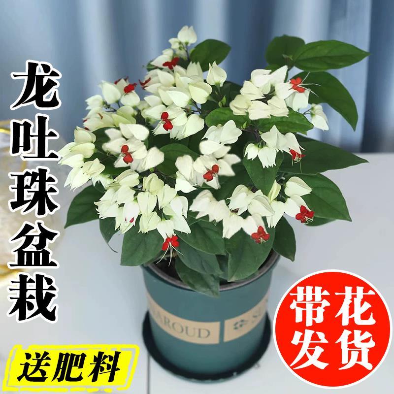 龙吐珠盆栽带花室内桌面好养花卉阳台庭院爬藤植物藤本开花苗