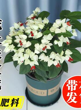 龙吐珠盆栽带花室内桌面好养花卉阳台庭院爬藤植物藤本开花苗