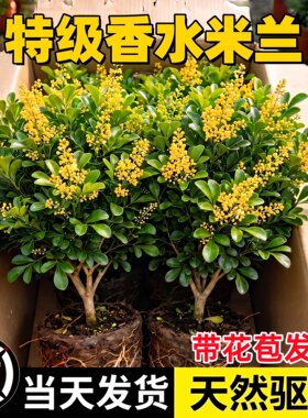 香水米兰花盆栽带花苞室内花卉绿植老桩树苗阳台植物好养易活盆景