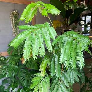 网红密叶猴耳环盆栽室内耐阴好养绿植热植办公桌面盆栽阳台耐活
