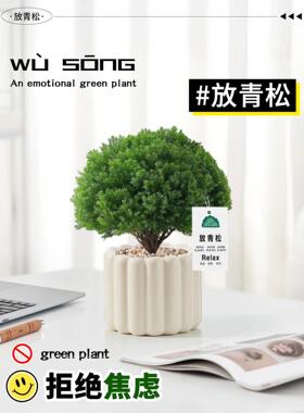 放青松绿植雾凇盆栽办公室内植物工位桌面绿植放轻松摆件懒人好养