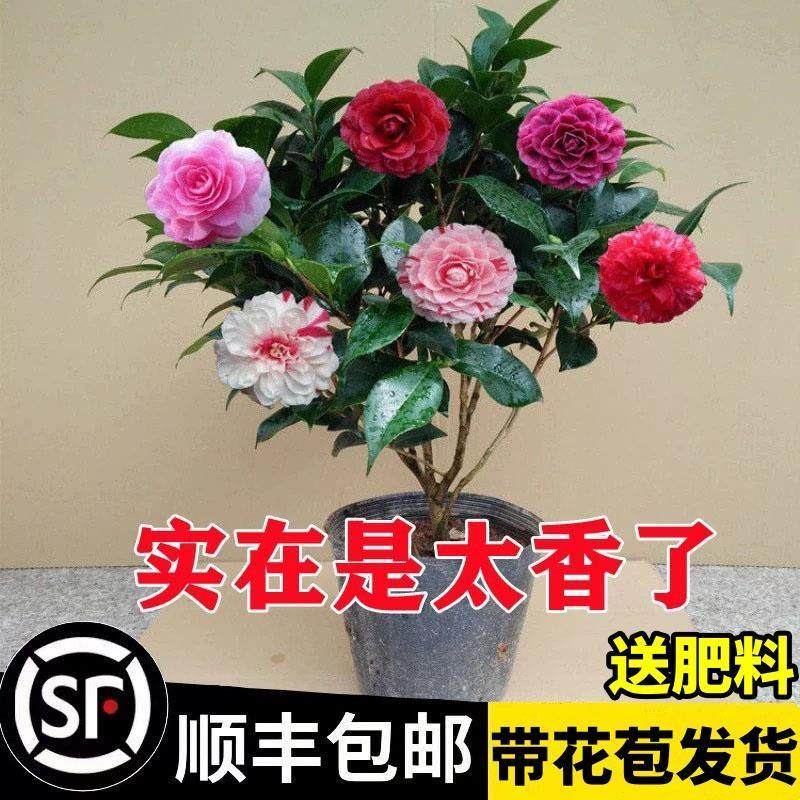 带花苞茶花盆栽四季树苗山茶花苗室内植物好养五色赤丹浓香型花卉,家居饰品,桌面摆件,淘宝优惠券,粉丝福利购,淘宝优惠卷
