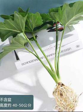 春雨绿植盆栽花卉植物室内易养活龟背竹无土春羽水培植物室内好养