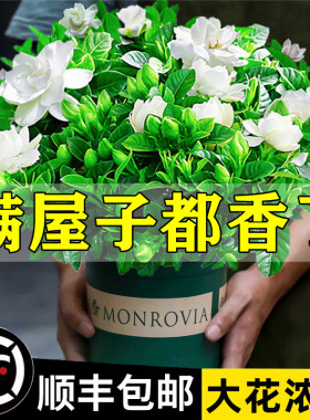 栀子花盆栽花卉植物室内绿萝箩阳台水培绿植茉莉花四季好养九里香