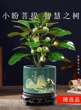 小盼菩提树盆栽带果室内桌面绿植四季常青好养植物花卉送礼