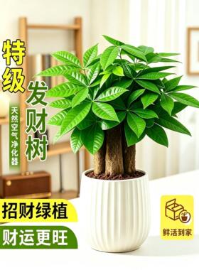 三杆发财树绿植盆栽办公室招财运旺财植物净化空气桌面室内小花卉