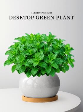 薄荷盆栽可食用绿植新鲜高级精品香草植物迷迭香清香室内阳台好养