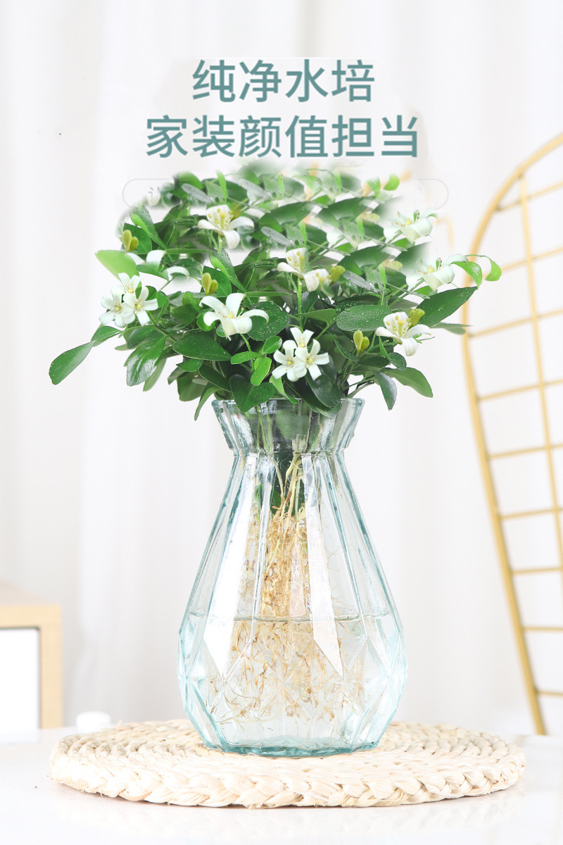 水培九里香花卉盆栽绿植浓香四季花驱蚊驱虫植物室内阳台净化空气