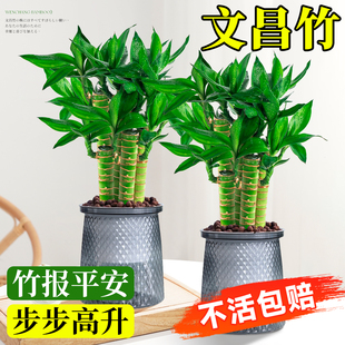 文昌竹4枝金榜题名桌面绿植富贵竹盆栽招财竹子步步高升室内植物