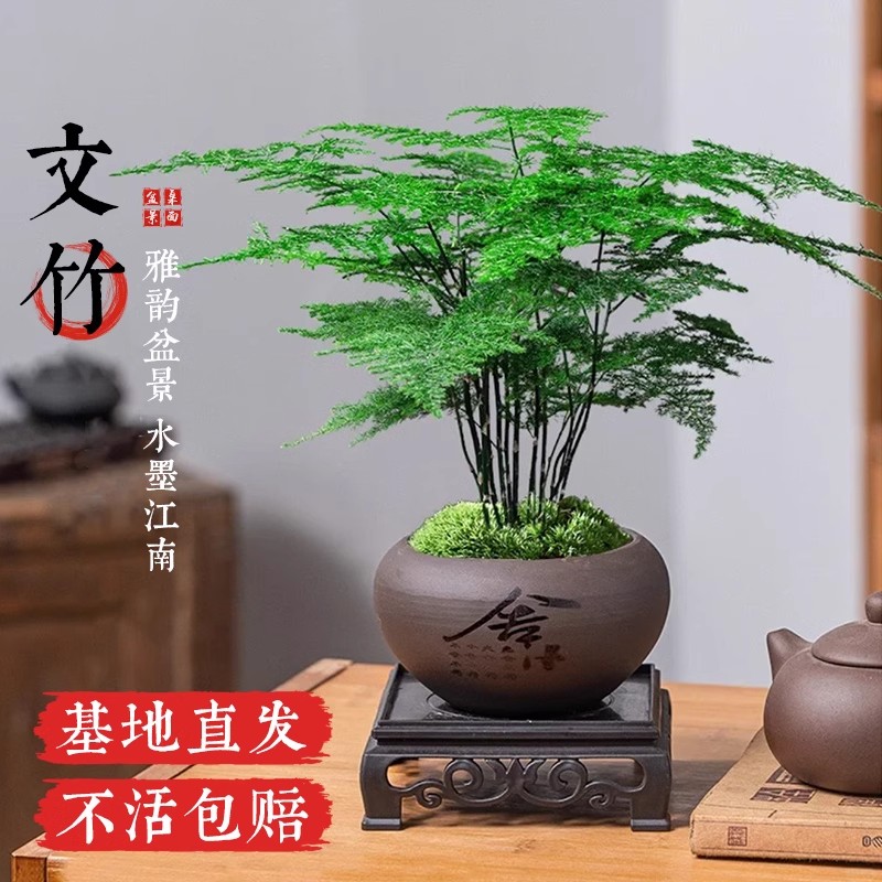 文竹盆栽植物室内客厅盆景禅意四季常青绿植办公室净化空气好养活