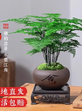 文竹盆栽植物室内客厅盆景禅意四季常青绿植办公室净化空气好养活