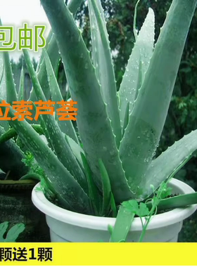 库拉索芦荟盆栽可食用稀有芦荟类植物雪花芦荟苗花卉绿植多肉大颗