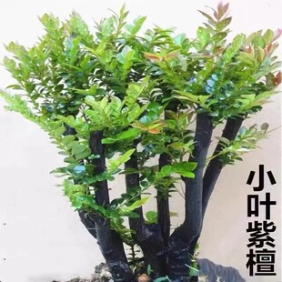 常青易养绿植 小叶紫檀盆景植物树桩室内客厅桌面老桩盆栽四季