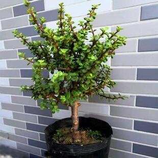 金枝玉叶盆栽 又名马齿苋树大颗 多肉老桩花卉吸甲醛美观趣味盆景