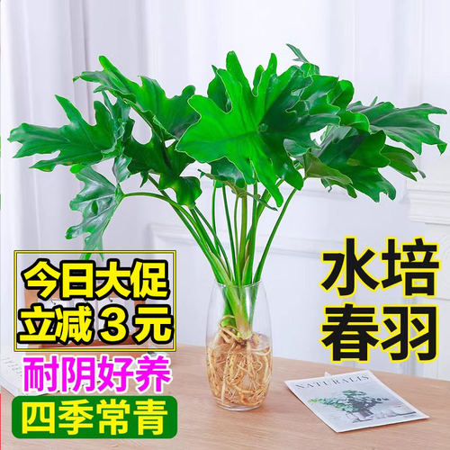 水培植物春羽盆栽蔓绿绒室内龟背竹春雨绿植常青绿萝好养办公桌面