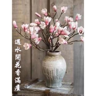 白玉兰紫玉兰盆栽绿植水培植物雪柳带花苞鲜花室内桌面好养浓香型