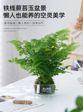 铁线蕨苔藓球水培植物办公室内好养懒人植物蕨类绿植盆栽居家耐阴