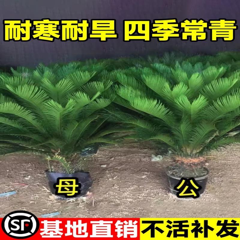 铁树盆栽绿植花卉树苗大盆景苏铁开花公母客厅室内绿植好养植物