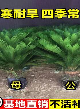 铁树盆栽绿植花卉树苗大盆景苏铁开花公母客厅室内绿植好养植物