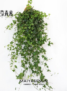 枫叶爆款丨常春藤爬藤垂吊绿植观叶春季精选四季生长常青枝条花园