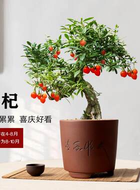 枸杞树盆景年功老桩盆栽绿植造型好养小盆景阳台庭院开花结果树苗
