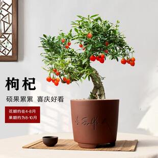 枸杞树盆景年功老桩盆栽绿植造型好养小盆景阳台庭院开花结果树苗