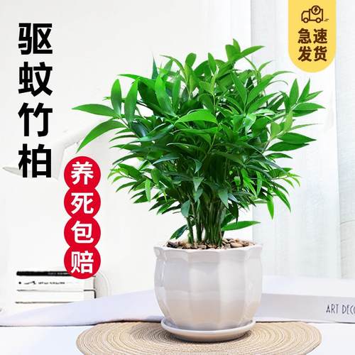 竹柏盆栽植物室内四季常青净化空气绿植四季好养耐荫耐寒平安竹