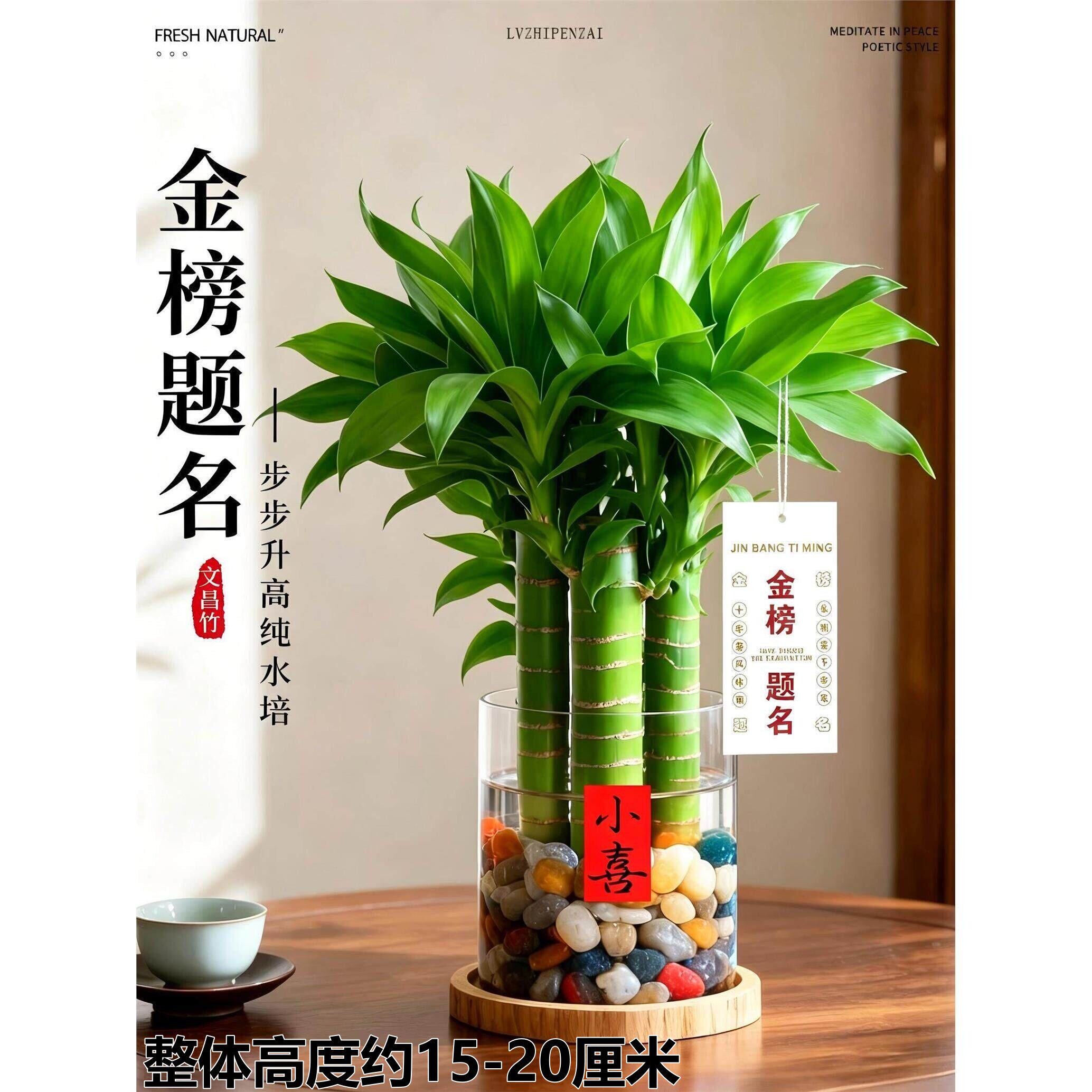 文昌竹4支金榜题名水培绿植室内书桌富贵竹盆栽好养活高考试吉祥