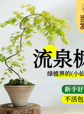 流泉枫盆栽绿植飘逸造型书房客厅室内植物网红日系禅意办公室柳泉