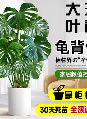 龟背竹盆栽大叶开背老桩客厅办公室内植物大型净化空气好养活绿植