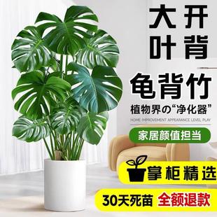 龟背竹盆栽大叶开背老桩客厅办公室内植物大型净化空气好养活绿植