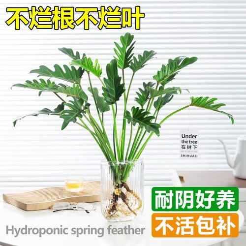 龙鳞春羽水培小天使植物喜阴绿植室内大叶盆栽办公阳台水养龟背竹
