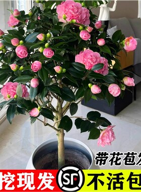 茶花盆栽香妃山茶花树苗四季好养花卉带花苞室内外阳台庭院绿植