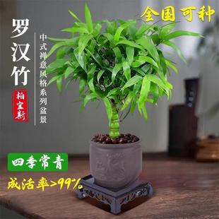 佛肚竹盆栽老桩绿植盆景罗汉竹苗小叶矮化观赏南天竹米竹耐寒植物