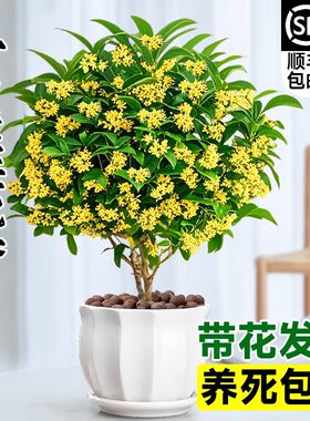 桂花树苗四季桂盆栽可食用开花不断室内阳台庭院浓香型花卉植物