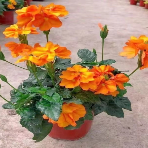 鸟尾花盆栽带花苞多年生好养花卉