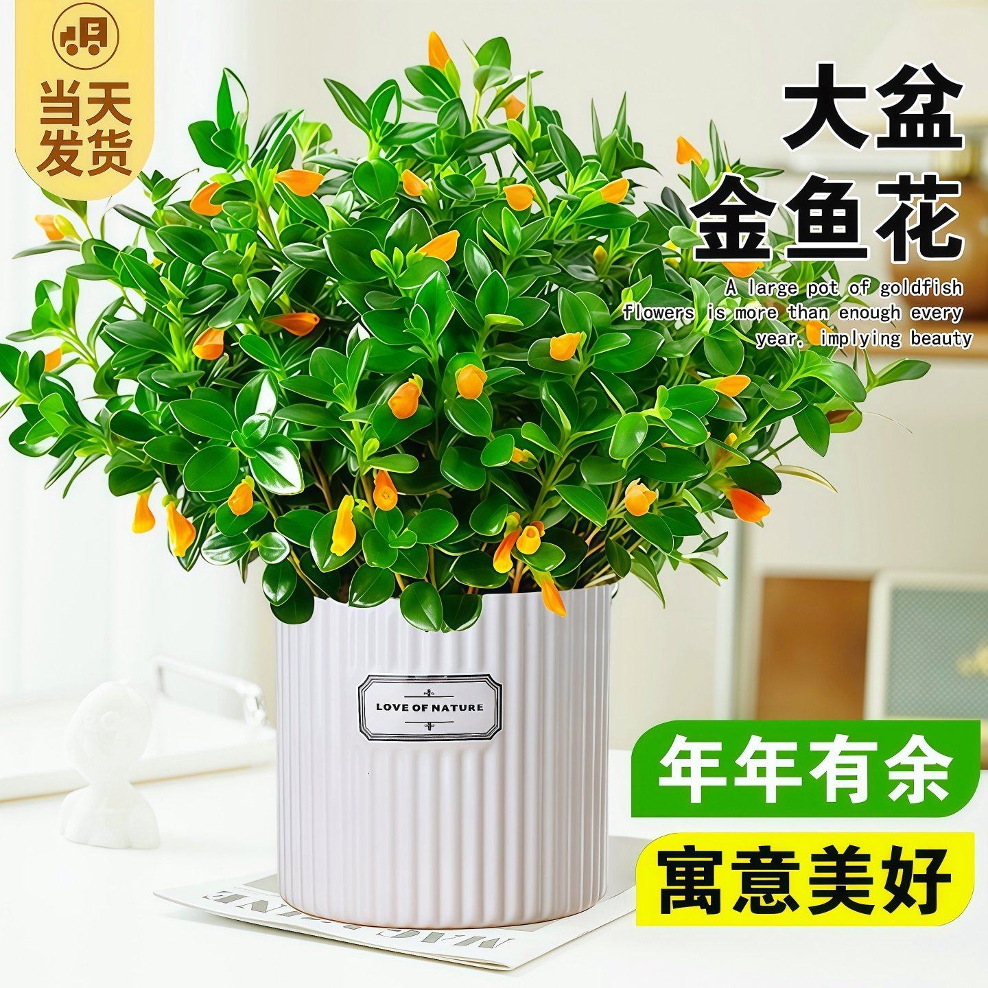 金鱼吊兰盆栽带花苞室内花卉绿植办公室桌面旺宅植物盆景四季好养,家居饰品,桌面摆件,淘宝优惠券,粉丝福利购,淘宝优惠卷