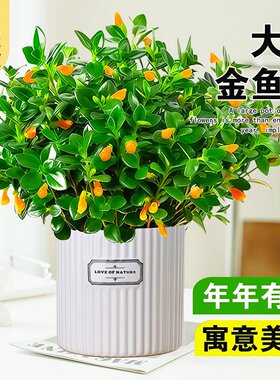 金鱼吊兰盆栽带花苞室内花卉绿植办公室桌面旺宅植物盆景四季好养