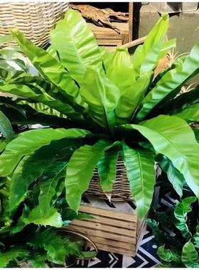 大盆展叶耐寒鸟巢蕨盆栽水土培绿植室内北欧好养净化空气观叶绿植