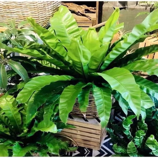 大盆展叶耐寒鸟巢蕨盆栽水土培绿植室内北欧好养净化空气观叶绿植