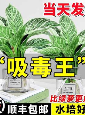 铂金钻水培植物室内好养大叶金钻绿公主盆栽带花苞蔓绿绒花卉绿植