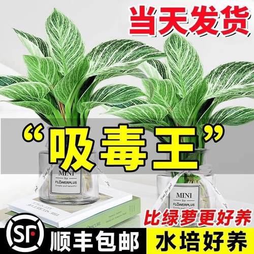 铂金钻水培植物室内好养大叶金钻绿公主盆栽带花苞蔓绿绒花卉绿植