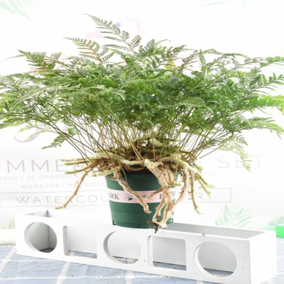 狼尾蕨盆栽植物小蕨银线蕨室内桌面蕨类绿植墙微景观雨林缸耐阴寒