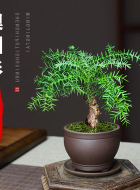 澳洲杉盆景小苗不老松植物办公室好养耐冻小松树室内禅意绿植盆栽